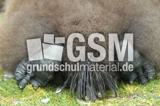 Königspinguin (76 von 84).jpg